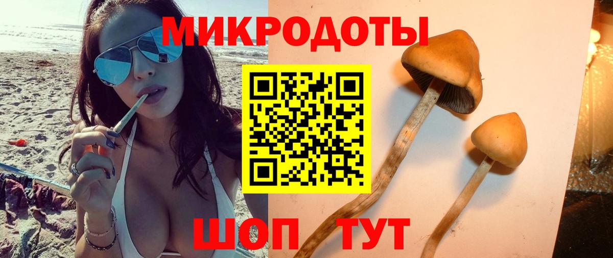 Галлюциногенные грибы Psilocybe Дивногорск